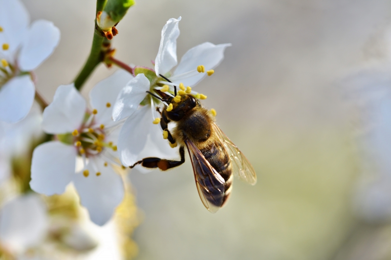 jardinerie-BOUYON-min_bee-4092986